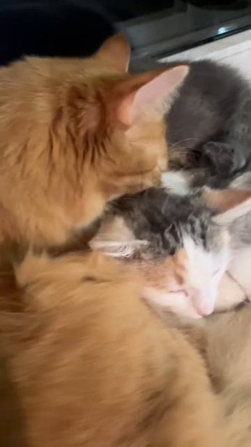 Наш третий котенок #трикота #коты #милота #котенок #котята смотреть онлайн