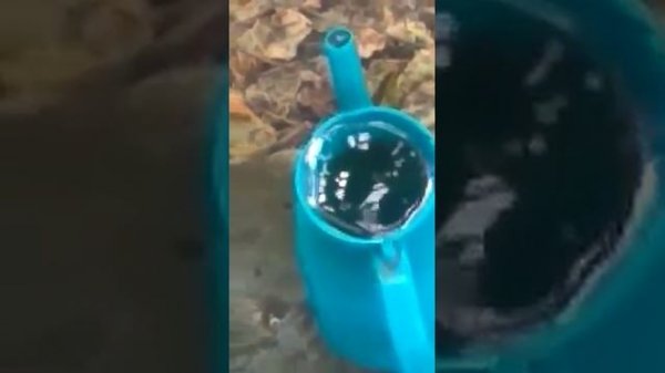 пчёлы не пьют воду с пластикового кувшина.