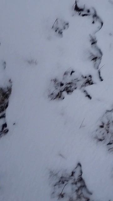 #живаяприрода #природа #зима смотреть онлайн