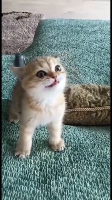 Что за лев этот тигр. Котики котенок смотреть онлайн