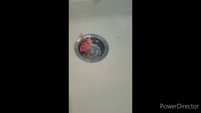 Testing the new Fresh Baitz soft plastic scorpion смотреть онлайн