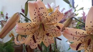 Lilium var. Pink Giant
