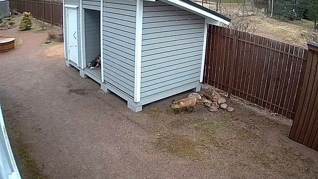 Кошка защищает котят от лисы смотреть онлайн