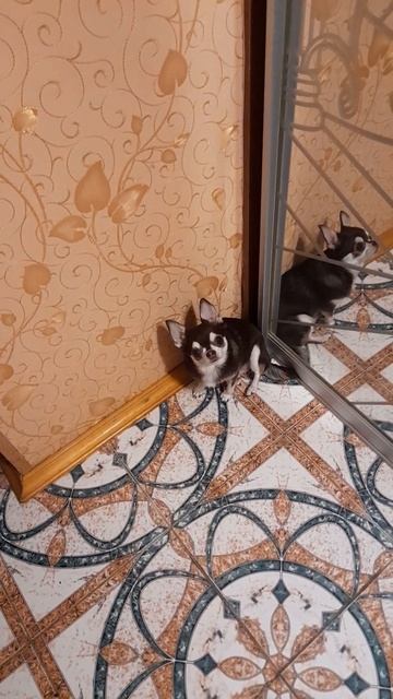Уговорили!!! Чихуахуа Пулька, шотландская кошка Буня и шиншилла Боцман. 24.08.2022. смотреть онлайн