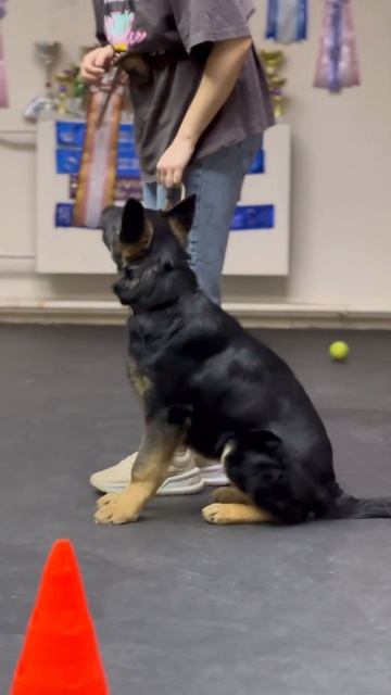 Ордер и его первые занятия #workdog #puppy #кинолог #собака #астрахань#doglife #pets#germanshepherd смотреть онлайн