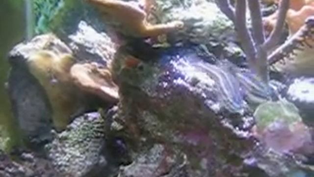 Apogon margaritophorus - Kardinalbarsch Balz смотреть онлайн