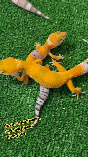 Красивые апельсинки 🥰😍 в продаже #reptiles смотреть онлайн