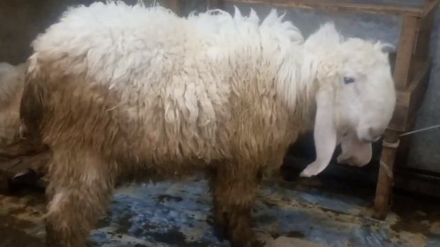 Kajla 3 Mon Sa Ziada Weight Ka For Sale In Lahore