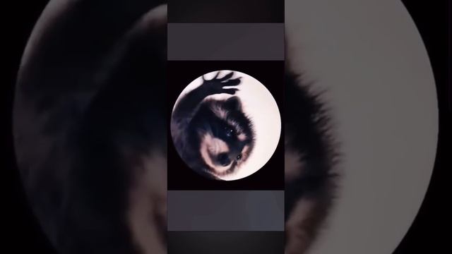 Енот Педро Педро смотреть онлайн