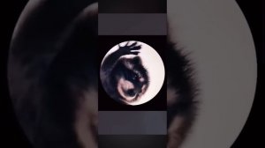 Енот Педро Педро