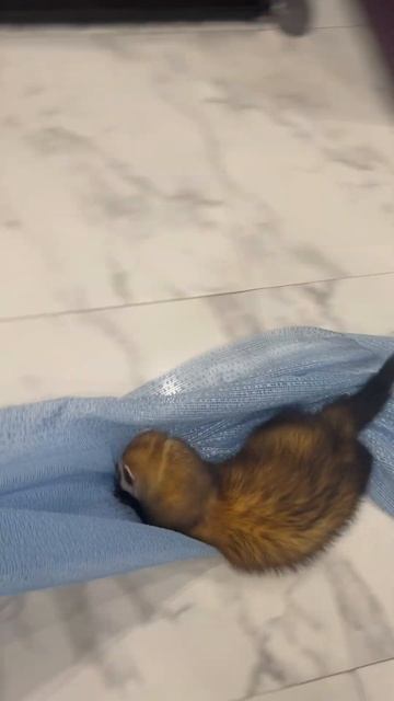 Катаемся 😍😍😍😁Хорек#животные смотреть онлайн