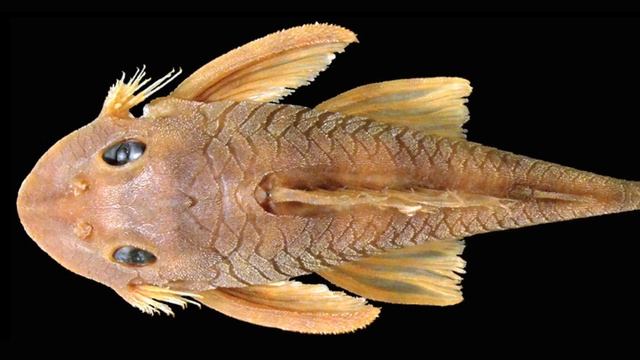 Peckoltia greedoi named after Greedo from Star Wars смотреть онлайн