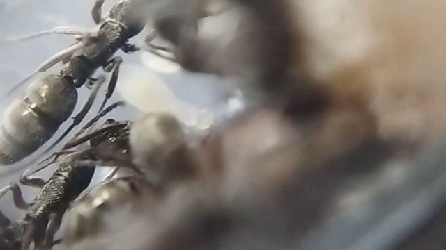 Des nouvelles de mes diacamma Rugosum🙃🐜 смотреть онлайн