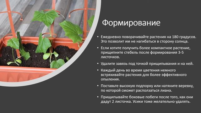 Огород на подоконнике