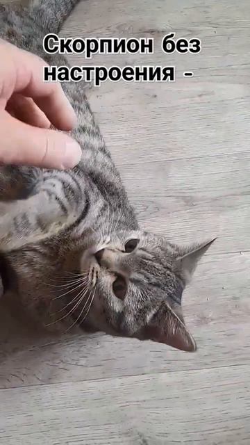 Когда скорпион злой #shorts #cat смотреть онлайн