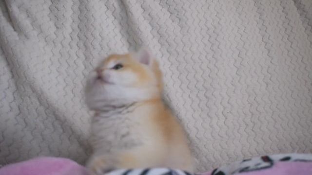 Безумно красивый котенок ❤️ смотреть онлайн