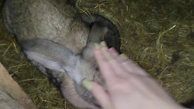 ОБХОД кроликов. Мои мясные кролики. Канал для КРОЛИКОВОДОВ #кролики_разведение #кролики #крольчата смотреть онлайн
