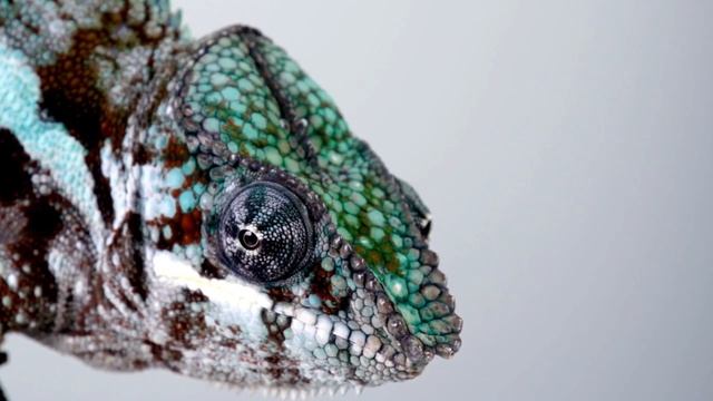 4 Characteristics of a Panther Chameleon смотреть онлайн