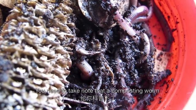 #JomZeroWaste Episode 8 - How To Compost Food Waste? смотреть онлайн