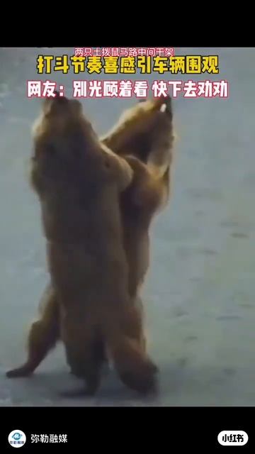 bober kurwa смотреть онлайн