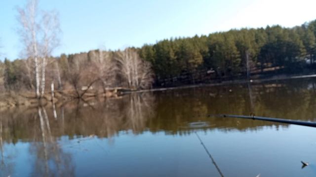 Открытия сезона 2024 весенняя рыбалка,на искусственные червяки опараши хотел поймать золотого карас смотреть онлайн