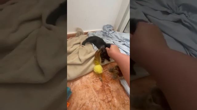 Как Приручить Дикого Котенка: Простые Шаги к Дружбе! смотреть онлайн