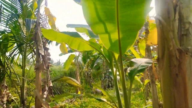1A 28 Guntta Coconet Farm 77 km from Bangalore city смотреть онлайн