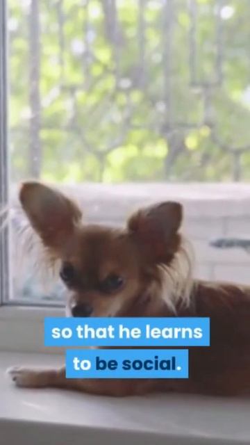 expose your dog, slowly over time, to different situations #shorts смотреть онлайн