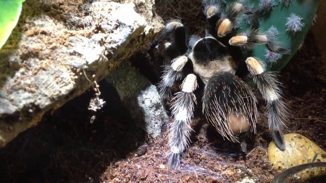 Brachypelma Smithi feed смотреть онлайн
