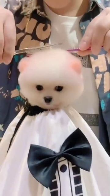 #doggy #maltese #pomsky #poodle #pomeraina #maltipoo #puppydog #dog #doge #dogs #dogsoftiktok#cute смотреть онлайн