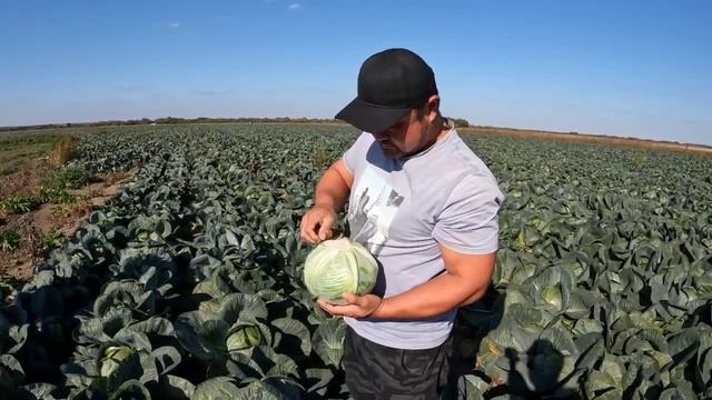 Капуста Гальватрон F1. ООО ЭкоФреш. 27 сентября 2023.#cabbage #агроном #капуста #овощи #семенаовоще смотреть онлайн