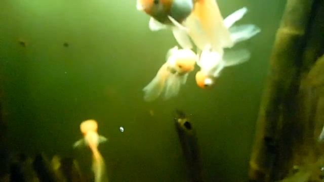 Золотые рыбки в рижском зоопарке. смотреть онлайн