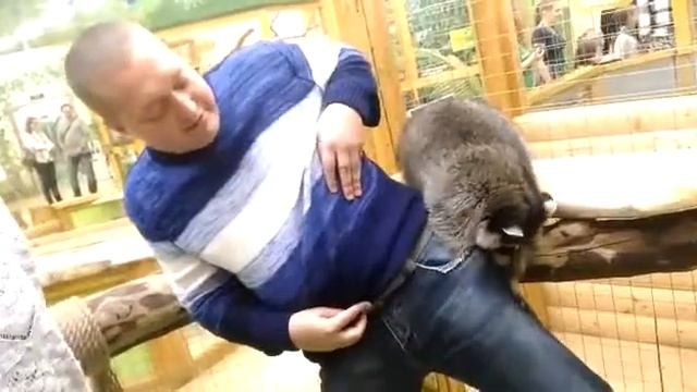 Енот Хайп смотреть онлайн