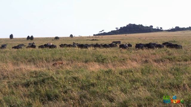 Hyenas Move In for Kill as Wildebeest Gives Birth смотреть онлайн