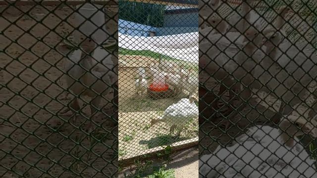 Переносной выгул для индюшат.Отличный вариант👍 смотреть онлайн