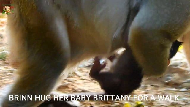 PULL..PULL MOM HELP..A LITTLE BABY BRITTANY CRY SILENT DID WRONG & WRONG BY BIG BERTHA BITE | смотреть онлайн