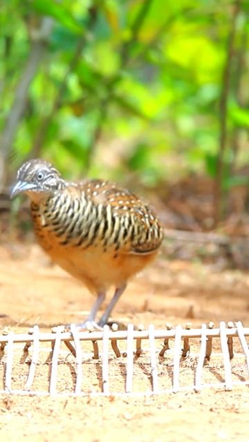 Amazing Quail Trap Work 100% смотреть онлайн
