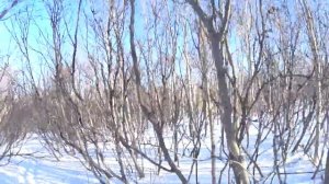 охота на зайца 06 01