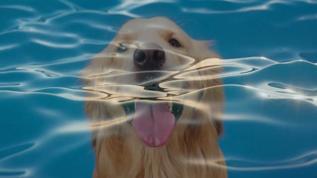 Sound To Make A Dog Pee Instantly смотреть онлайн