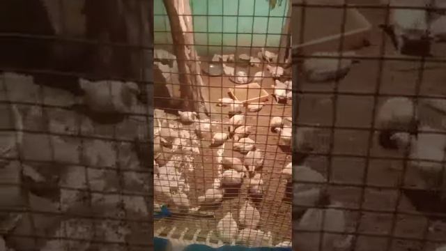broiler chicks 16 days Avarage weight 400 grms смотреть онлайн