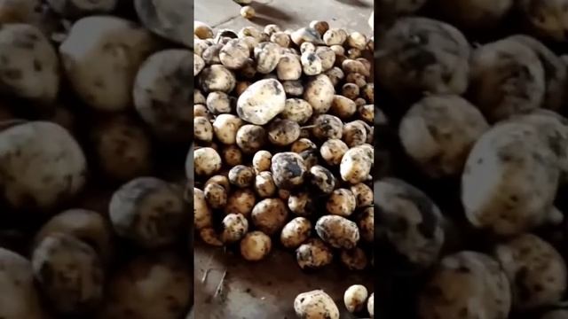 #sorts #shortvideo #shortsvideo #shorts #short #картошка #мотоблок #огород смотреть онлайн