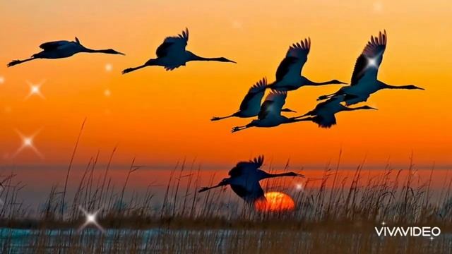 ❤💘💕 И душа замирает в печали...Счастье , что ж ты прошло стороной...🤔❤💘 смотреть онлайн