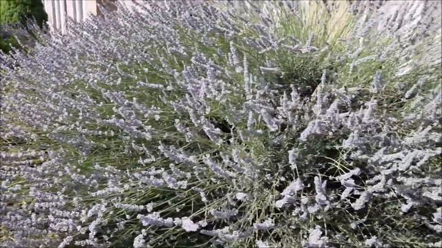 Lots of (bumble)bees смотреть онлайн