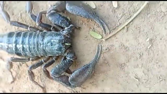 Giant scorpion смотреть онлайн
