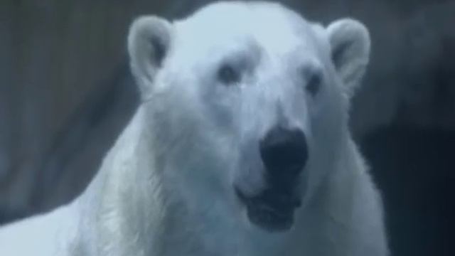 2 PAULA POLAR BEAR смотреть онлайн