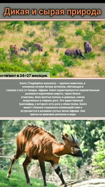 Животные тропических лесов Конго:Часть 1 : Антилопа Бонго 🦌 #бонго #конго #тропический лес смотреть онлайн