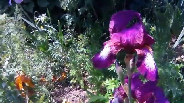 20.05. 2020 год🌿🌻🌼🌻🌿 смотреть онлайн