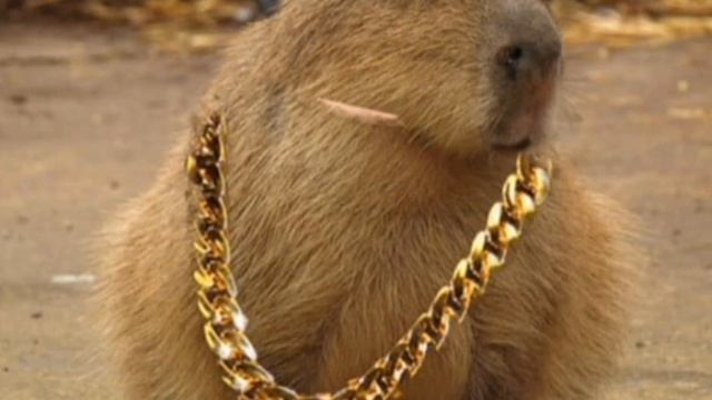 крутая капибара смотреть онлайн