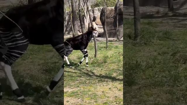 Okapi Calf Frolics Around Zoo Habitat for First Time смотреть онлайн