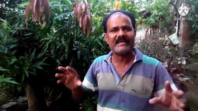 which method to be use for big mango tree grafting смотреть онлайн